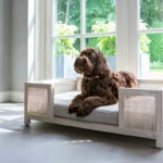 Beautiful dog sitting on couch