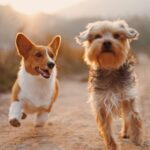 dogs running