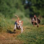 American Staffordshire terrier dog