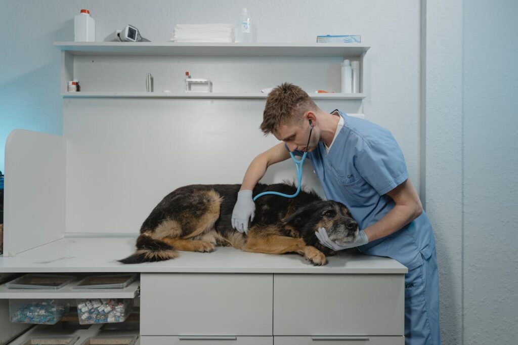 Doctor checking dog